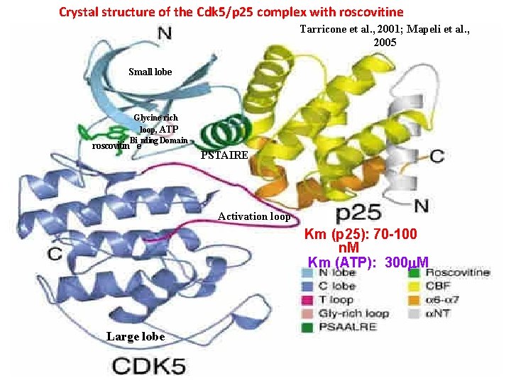 Crystal structure of the Cdk 5/p 25 complex with roscovitine Tarricone et al. ,