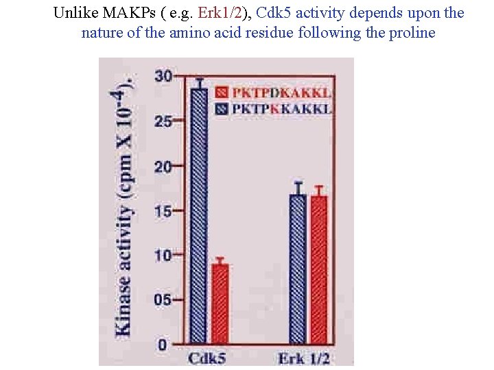 Unlike MAKPs ( e. g. Erk 1/2), Cdk 5 activity depends upon the nature