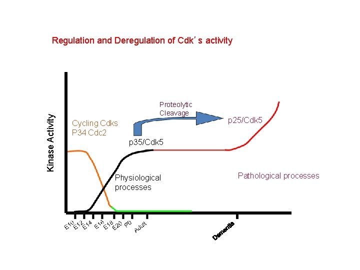 Kinase Activity Regulation and Deregulation of Cdk’s activity Proteolytic Cleavage Cycling Cdks P 34