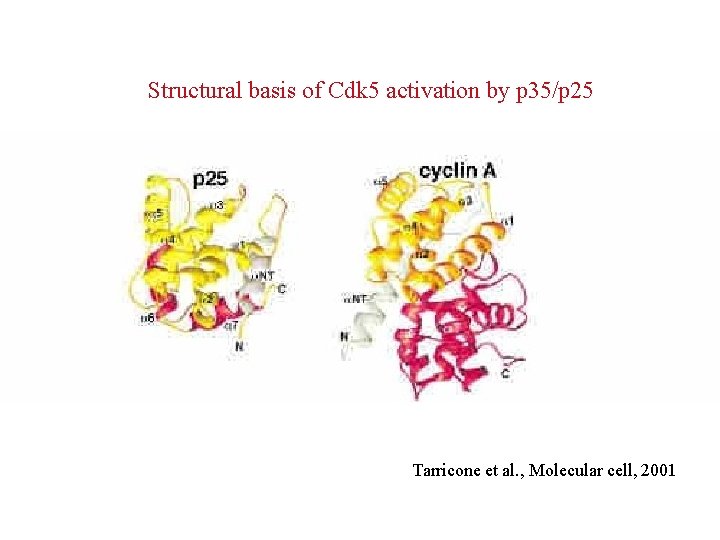 Structural basis of Cdk 5 activation by p 35/p 25 Tarricone et al. ,