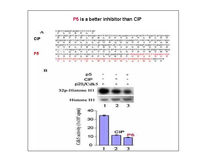 P 5 is a better inhibitor than CIP P 5 