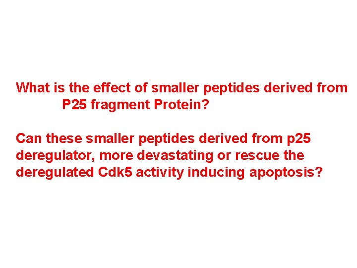 What is the effect of smaller peptides derived from P 25 fragment Protein? Can