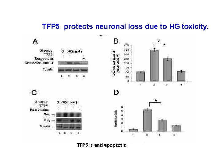 TFP 5 protects neuronal loss due to HG toxicity. TFP 5 is anti apoptotic