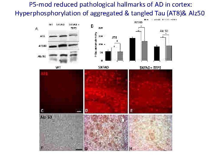 P 5 -mod reduced pathological hallmarks of AD in cortex: Hyperphosphorylation of aggregated &