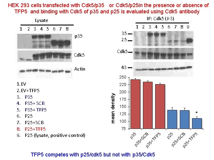 HEK 293 cells transfected with Cdk 5/p 35 or Cdk 5/p 25 in the