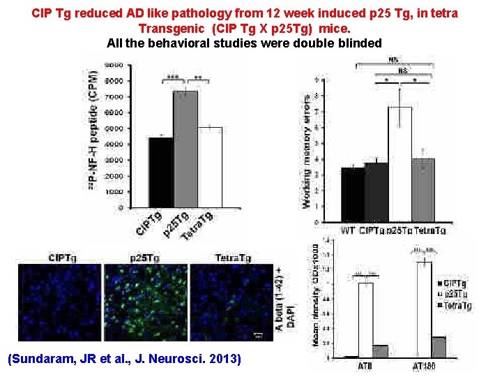 CIP Tg reduced AD like pathology from 12 week induced p 25 Tg, in