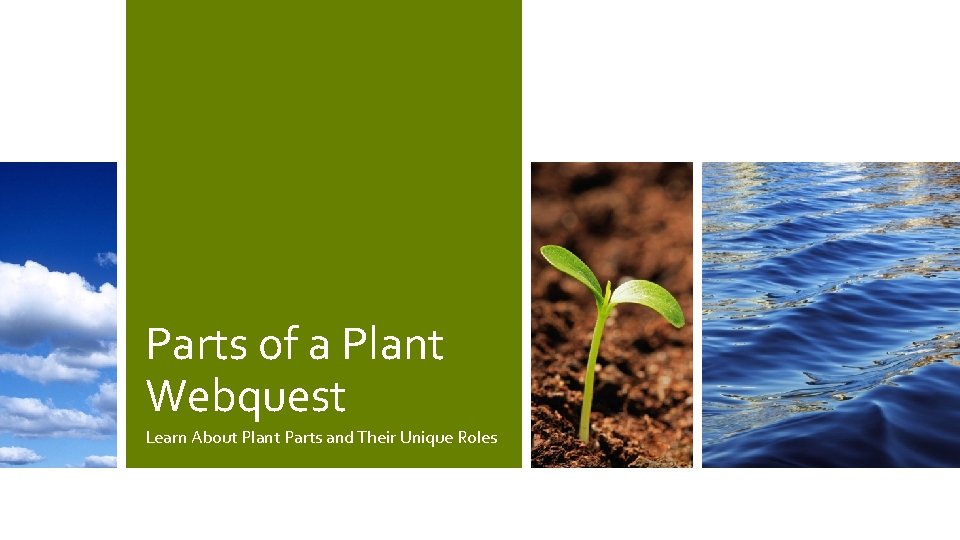 Parts of a Plant Webquest Learn About Plant Parts and Their Unique Roles 