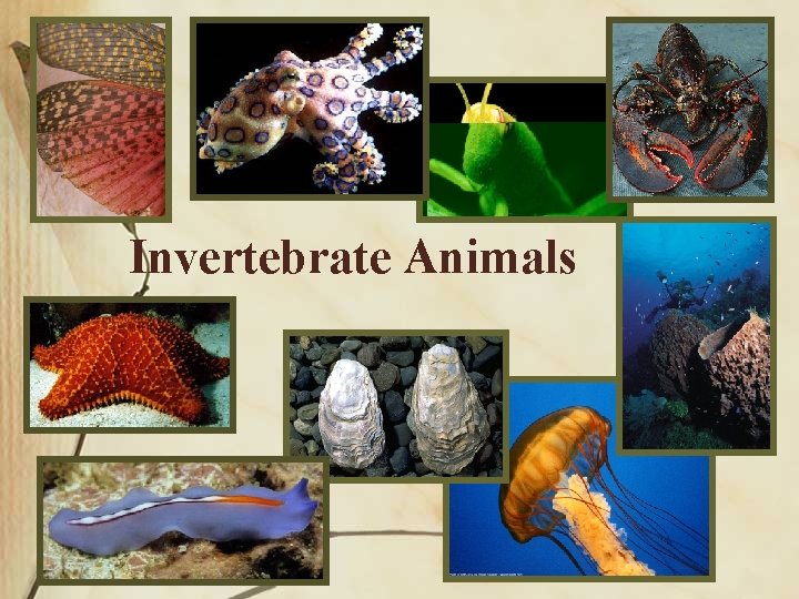 Invertebrate Animals 