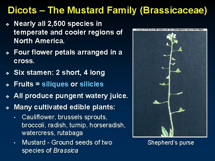 Dicots – The Mustard Family (Brassicaceae) v v Nearly all 2, 500 species in