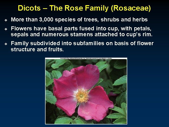 Dicots – The Rose Family (Rosaceae) v v v More than 3, 000 species