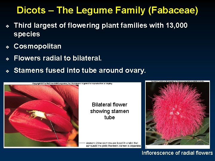 Dicots – The Legume Family (Fabaceae) v Third largest of flowering plant families with