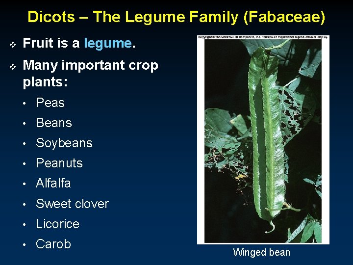 Dicots – The Legume Family (Fabaceae) v v Fruit is a legume. Many important