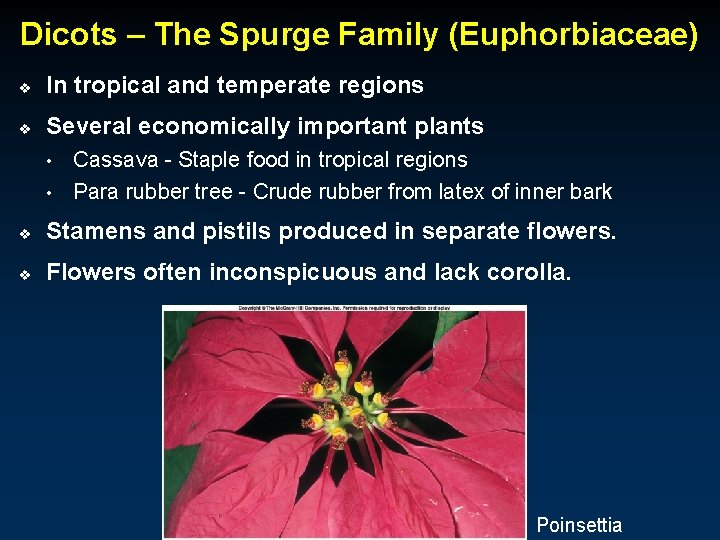 Dicots – The Spurge Family (Euphorbiaceae) v In tropical and temperate regions v Several