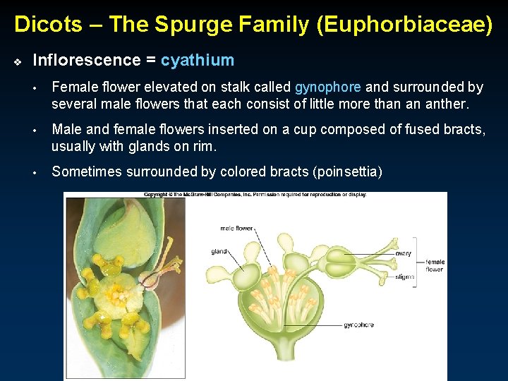 Dicots – The Spurge Family (Euphorbiaceae) v Inflorescence = cyathium • Female flower elevated