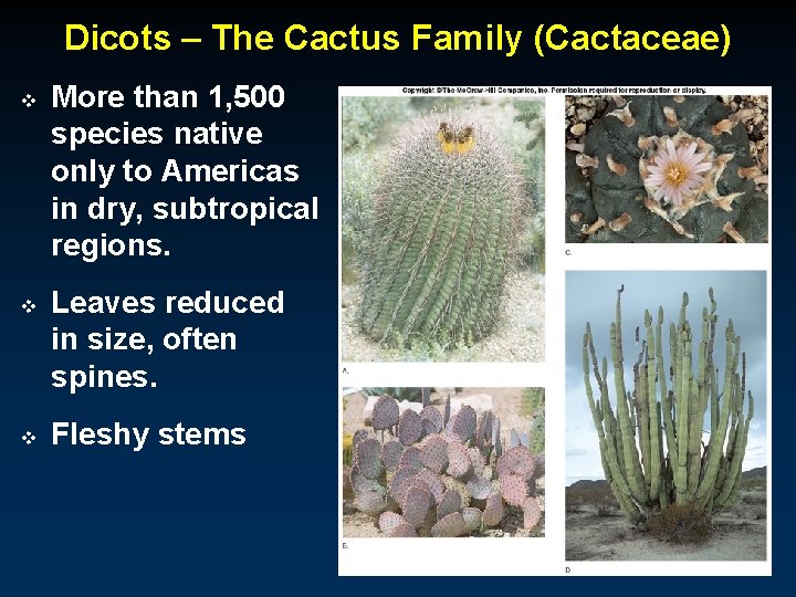 Dicots – The Cactus Family (Cactaceae) v v v More than 1, 500 species