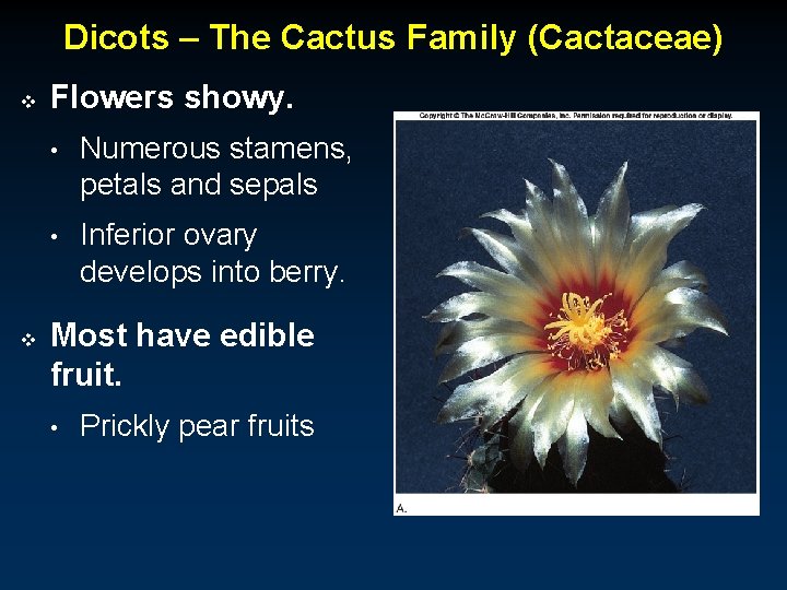 Dicots – The Cactus Family (Cactaceae) v v Flowers showy. • Numerous stamens, petals