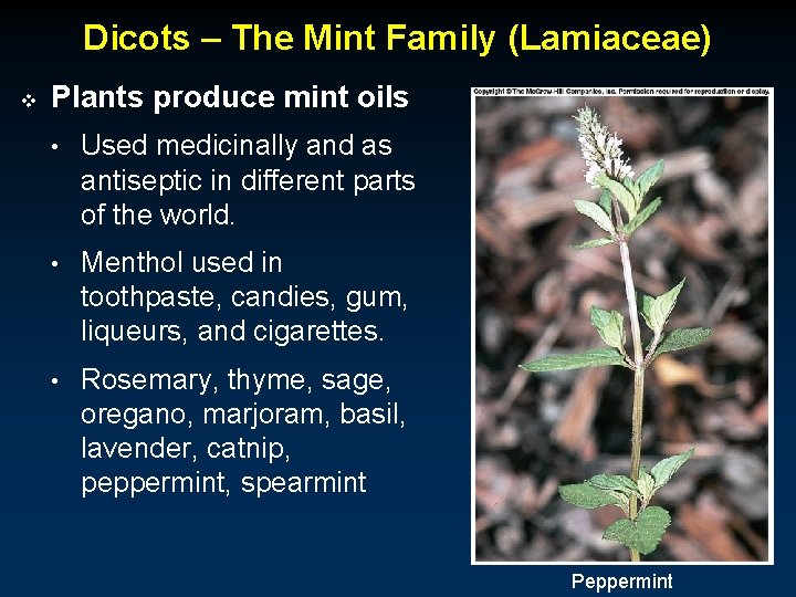 Dicots – The Mint Family (Lamiaceae) v Plants produce mint oils • Used medicinally