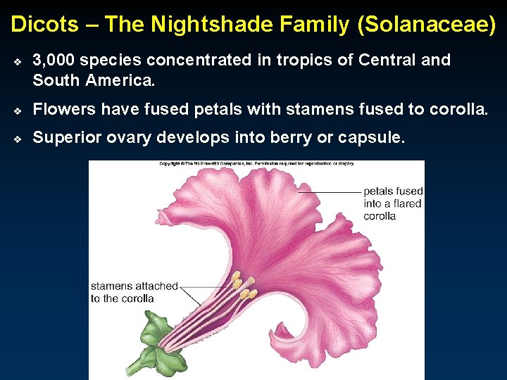 Dicots – The Nightshade Family (Solanaceae) v 3, 000 species concentrated in tropics of