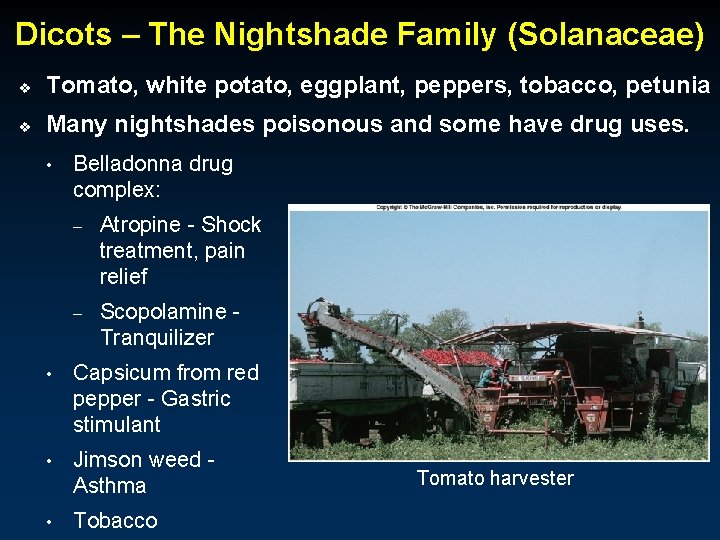 Dicots – The Nightshade Family (Solanaceae) v Tomato, white potato, eggplant, peppers, tobacco, petunia