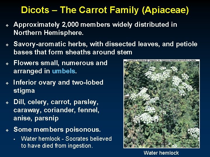 Dicots – The Carrot Family (Apiaceae) v v v Approximately 2, 000 members widely