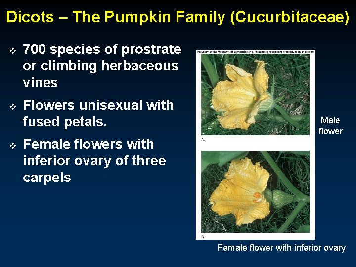Dicots – The Pumpkin Family (Cucurbitaceae) v v v 700 species of prostrate or
