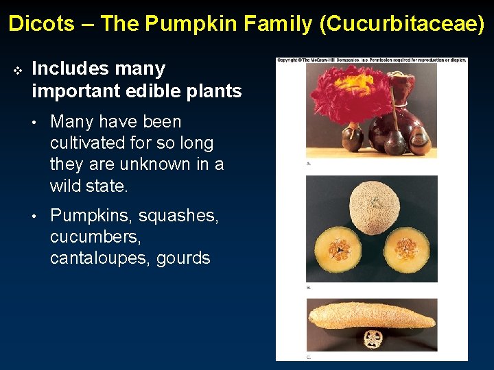 Dicots – The Pumpkin Family (Cucurbitaceae) v Includes many important edible plants • Many