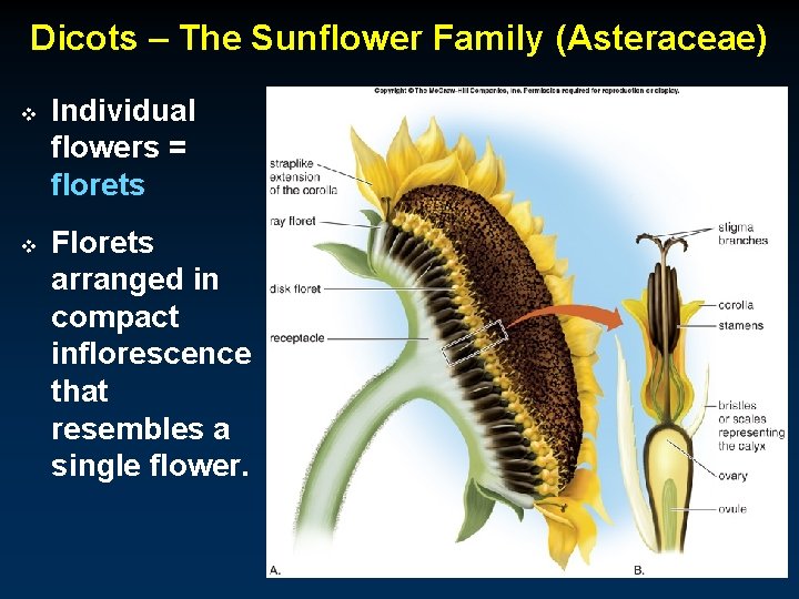 Dicots – The Sunflower Family (Asteraceae) v v Individual flowers = florets Florets arranged
