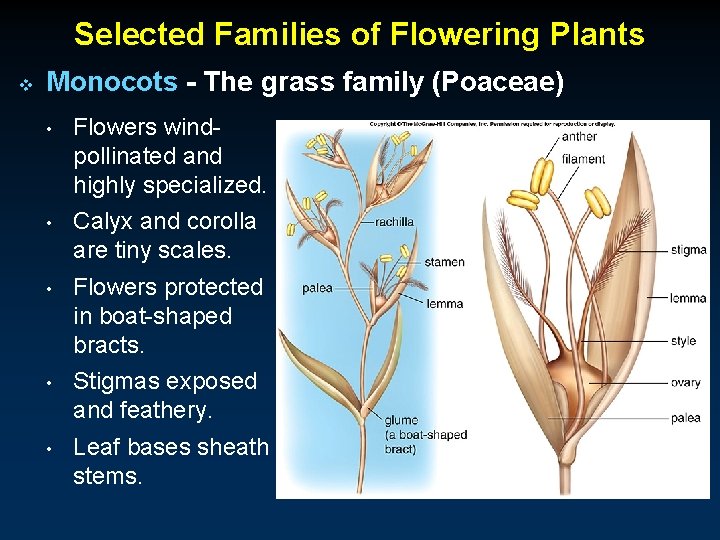 Selected Families of Flowering Plants v Monocots - The grass family (Poaceae) • Flowers