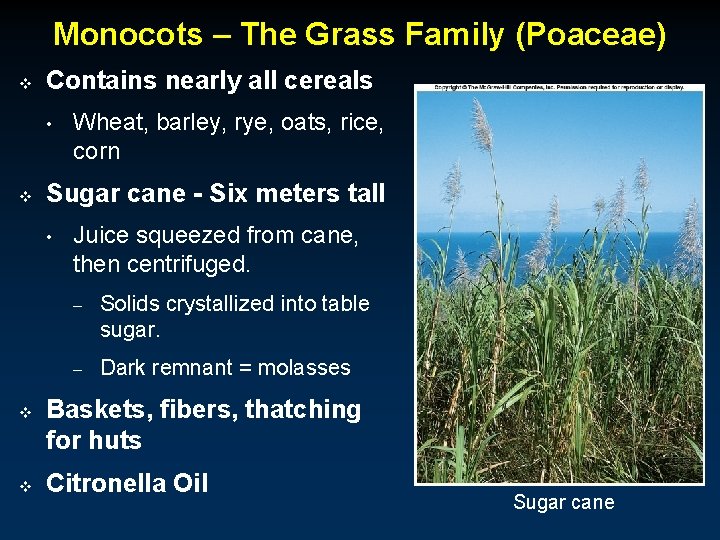 Monocots – The Grass Family (Poaceae) v Contains nearly all cereals • v Sugar