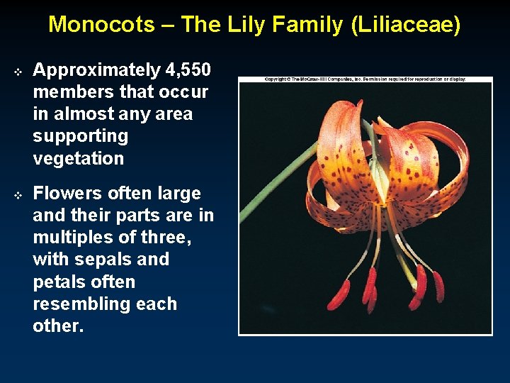 Monocots – The Lily Family (Liliaceae) v v Approximately 4, 550 members that occur