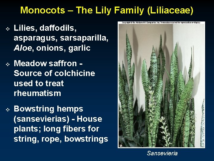 Monocots – The Lily Family (Liliaceae) v v v Lilies, daffodils, asparagus, sarsaparilla, Aloe,