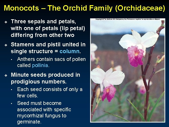 Monocots – The Orchid Family (Orchidaceae) v v Three sepals and petals, with one
