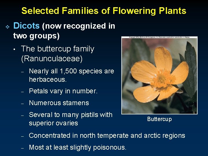 Selected Families of Flowering Plants v Dicots (now recognized in two groups) • The