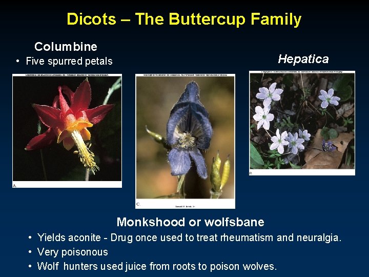Dicots – The Buttercup Family Columbine Hepatica • Five spurred petals Monkshood or wolfsbane