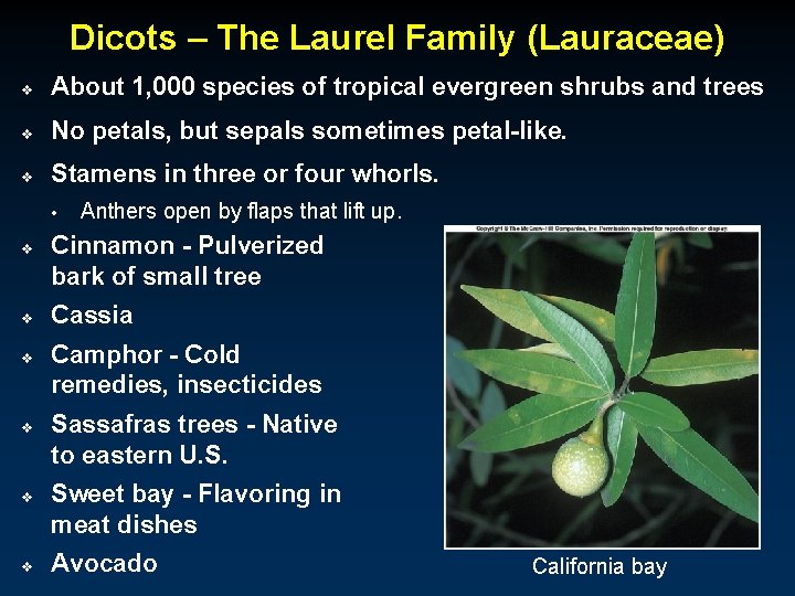 Dicots – The Laurel Family (Lauraceae) v About 1, 000 species of tropical evergreen