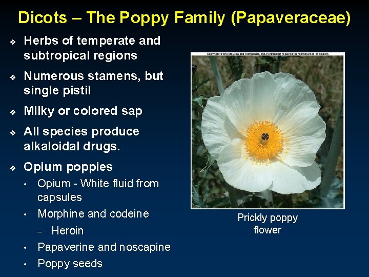 Dicots – The Poppy Family (Papaveraceae) v v v Herbs of temperate and subtropical