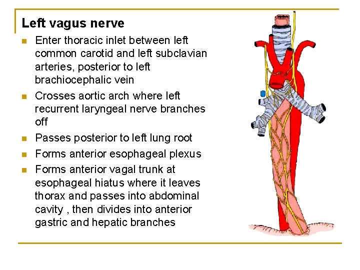 Left vagus nerve n n n Enter thoracic inlet between left common carotid and