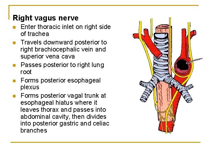 Right vagus nerve n n n Enter thoracic inlet on right side of trachea