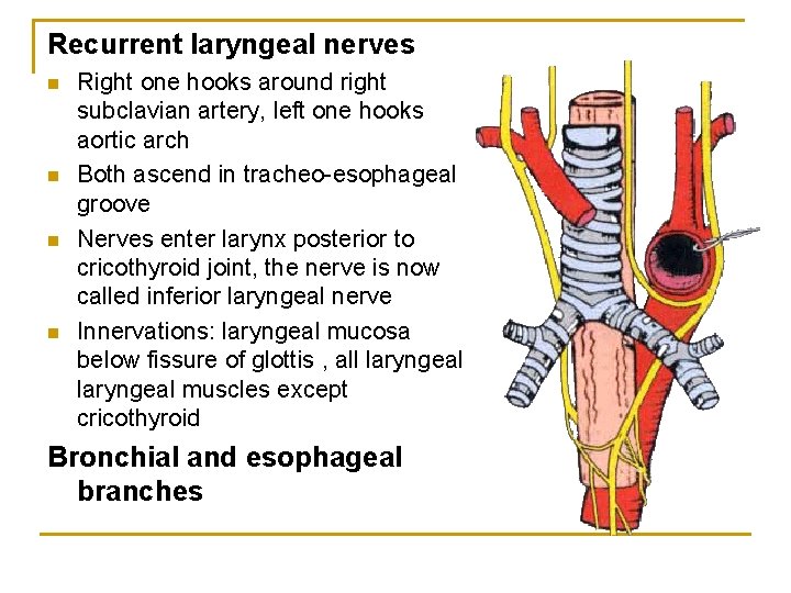 Recurrent laryngeal nerves n n Right one hooks around right subclavian artery, left one