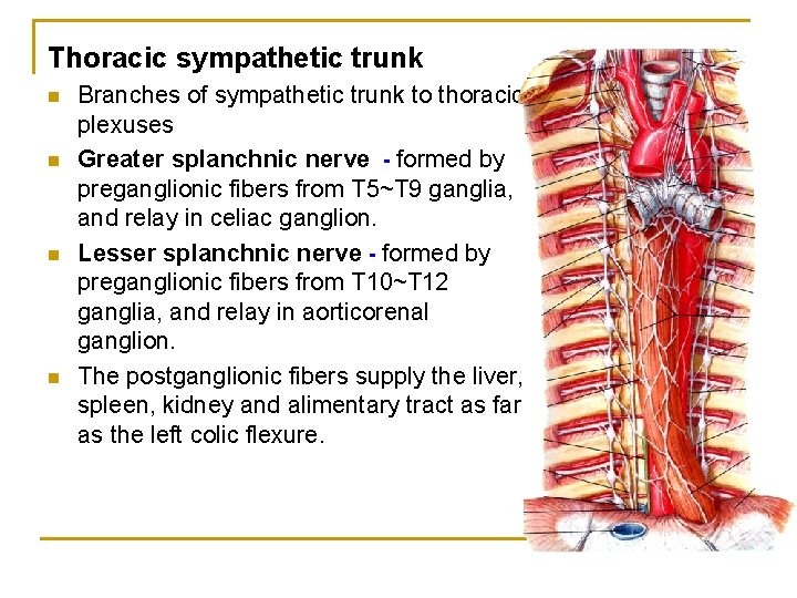 Thoracic sympathetic trunk n n Branches of sympathetic trunk to thoracic plexuses Greater splanchnic