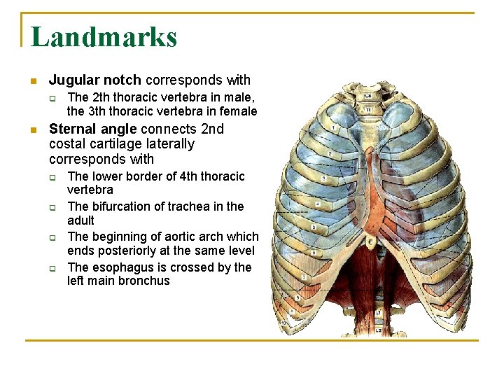 Landmarks n Jugular notch corresponds with q n The 2 th thoracic vertebra in