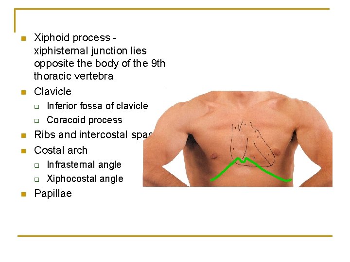 n n Xiphoid process xiphisternal junction lies opposite the body of the 9 th