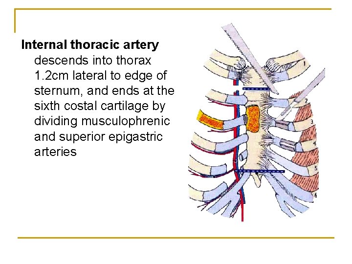 Internal thoracic artery descends into thorax 1. 2 cm lateral to edge of sternum,