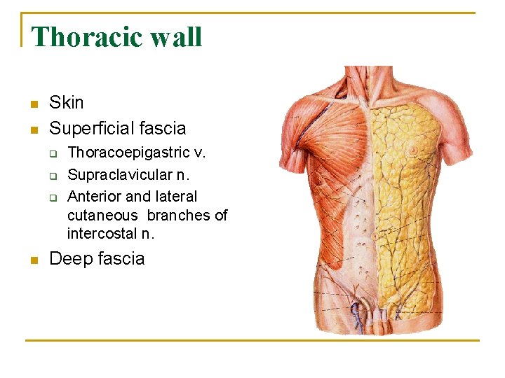 Thoracic wall n n Skin Superficial fascia q q q n Thoracoepigastric v. Supraclavicular