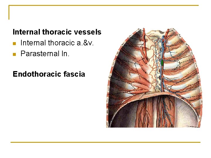 Internal thoracic vessels n Internal thoracic a. &v. n Parasternal ln. Endothoracic fascia 