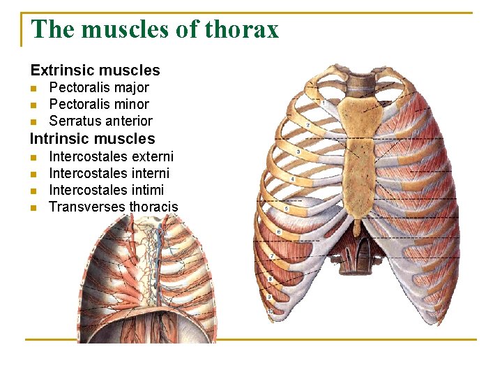 The muscles of thorax Extrinsic muscles n n n Pectoralis major Pectoralis minor Serratus