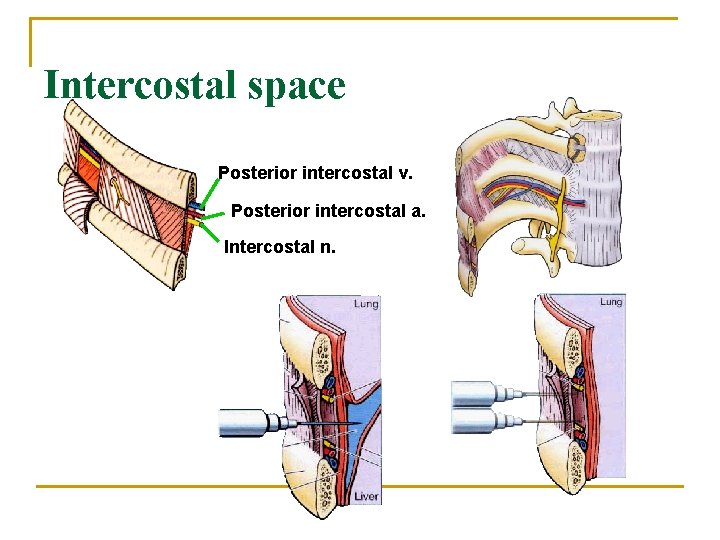 Intercostal space Posterior intercostal v. Posterior intercostal a. Intercostal n. 