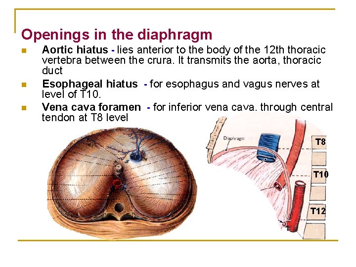Openings in the diaphragm n n n Aortic hiatus - lies anterior to the