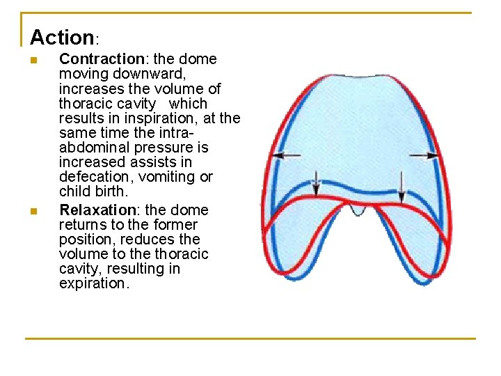 Action: n n Contraction: the dome moving downward, increases the volume of thoracic cavity