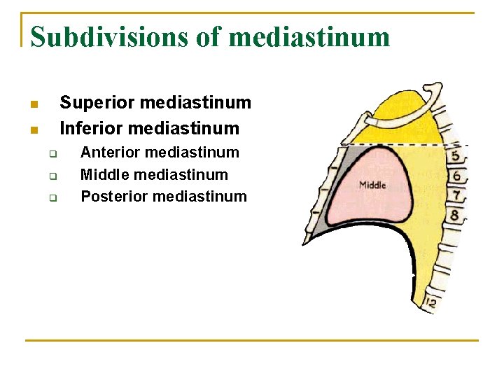 Subdivisions of mediastinum Superior mediastinum Inferior mediastinum n n q q q Anterior mediastinum